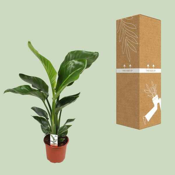 Image of Baum – Strelitzie – Strelitzia Nicolai – Paradiesvogelblume – Ø17cm ↕70cm – tropische Zimmerpflanze mit exotischem Blattschmuck