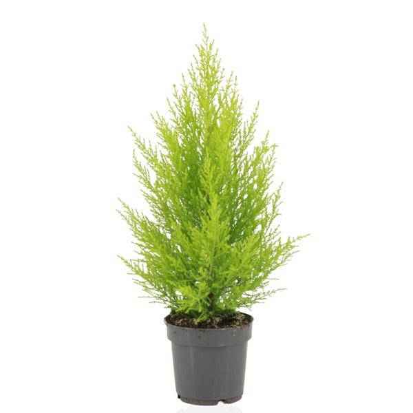 Image of Zimmerzypresse – Cupressus Macrocarpa Goldcrest Wilma – Ø14cm ↕55cm – Elegante Konifere mit goldgelben Nadeln