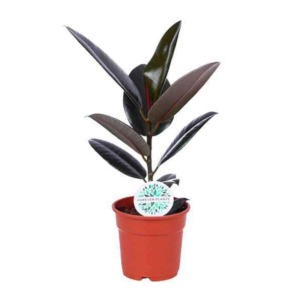 Image of Gummibaum Ficus Elastica Abidjan Zimmerpflanze Ø17cm ↕55cm – pflegeleichte Grünpflanze für Wohnzimmer, Büro & helle Standorte kaufen-0
