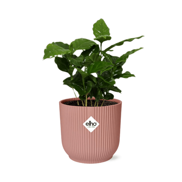 Image of Kaffee Pflanze Coffea Arabica Zimmerpflanze – pflegeleichte Grünpflanze für Wohnzimmer, Büro & helle Standorte kaufen-0