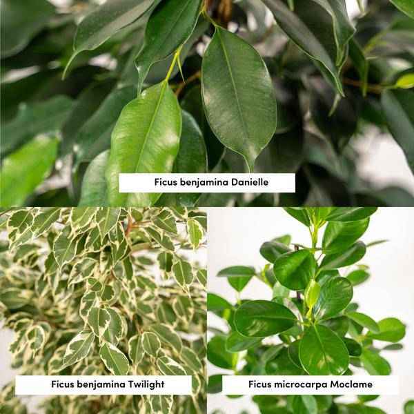 Image of Pflanzenset Ficus Benjamina Danielle + Twilight + Microcarpa Moclame – Zimmerpflanzen – je Ø21cm – ca. 95cm Höhe – Luftreinigende grüne Schönheiten für helle Innenräume-2
