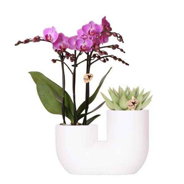 Image of Orchidee Vienna Rosa & Sukkulente im weißen Duo – Ziertopf Ø9cm – Elegantes Pflanzset mit Phalaenopsis & Miranda – Zimmerpflanze & Geschenkidee-0