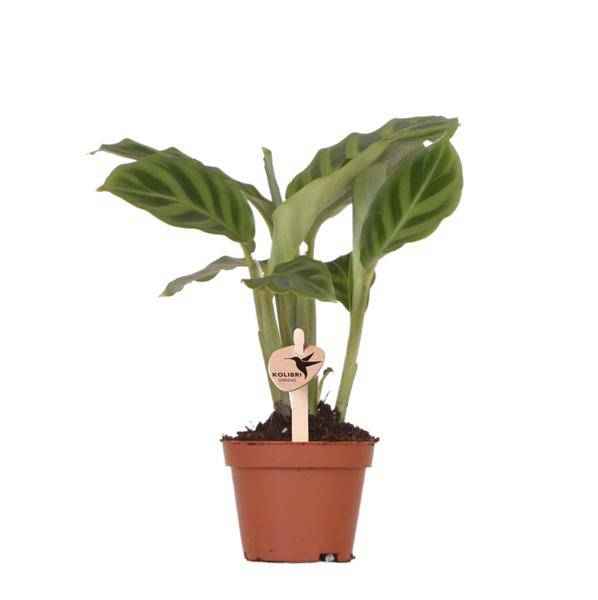 Image of Calathea – Korbmarante – Zimmerpflanze Ø6cm – Luftreinigende tropische Blattschmuckpflanze mit auffälligem Blattmuster