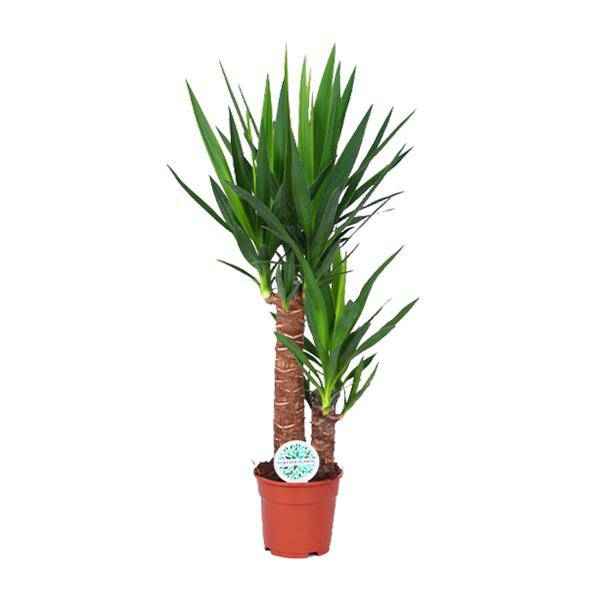 Image of Palmlilie – Yucca Elephantipes – Zimmerpflanze – Ø17cm – Höhe ca. 80cm – pflegeleicht & luftreinigend-0