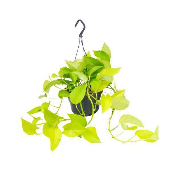 Image of Efeutute Epipremnum Golden Pothos Zimmerpflanze Ø15cm ↕25cm – pflegeleichte Grünpflanze für Wohnzimmer, Büro & helle Standorte kaufen