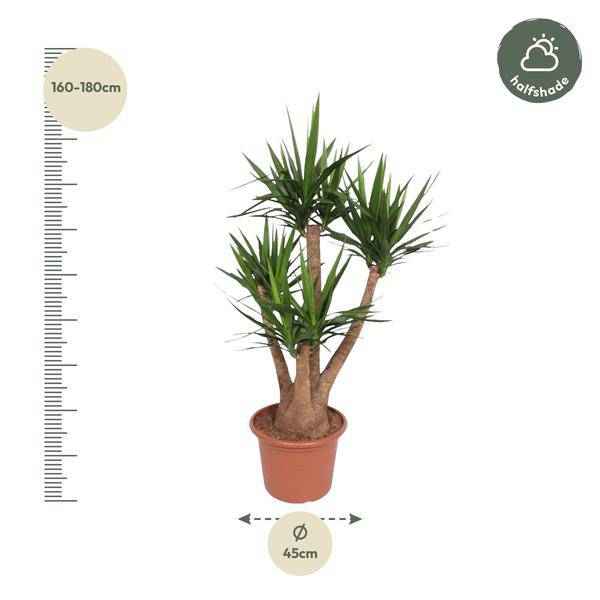 Image of Riesen – Palmlilie – Yucca Elephantipes verzweigt – Zimmerpflanze 170cm – Ø45cm – Pflegeleichte Grünpflanze mit langen, spitzen Blättern-1