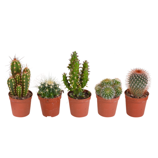 Image of Kakteen Mix – 3 Zimmerpflanzen – Ø8,5cm – Verschiedene Kakteen im Mix – Pflegeleichte Sukkulenten – Mini – Kakteen für Fensterbank, Büro & Wohnzimmer-5