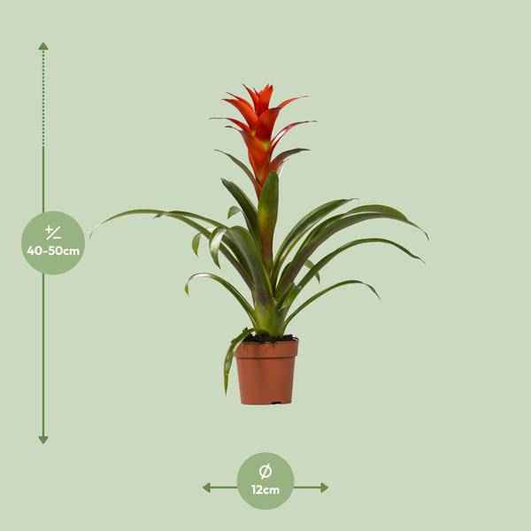 Image of Bromelie Guzmania Ostara Zimmerpflanze Ø12cm ↕45cm – pflegeleichte Grünpflanze für Wohnzimmer, Büro & helle Standorte kaufen