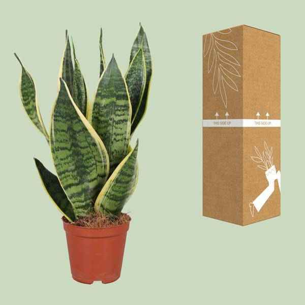 Image of Bogenhanf Sansevieria trifasciata Futura Superba – Schwiegermutterzunge – Ø12cm – ↕40cm – pflegeleichte Zimmerpflanze mit gelb – grünem Laub