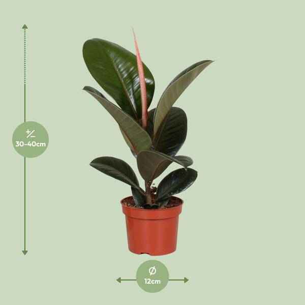 Image of Gummibaum Ficus Elastica Robusta Zimmerpflanze Ø12cm ↕35cm – pflegeleichte Grünpflanze für Wohnzimmer, Büro & helle Standorte kaufen-1