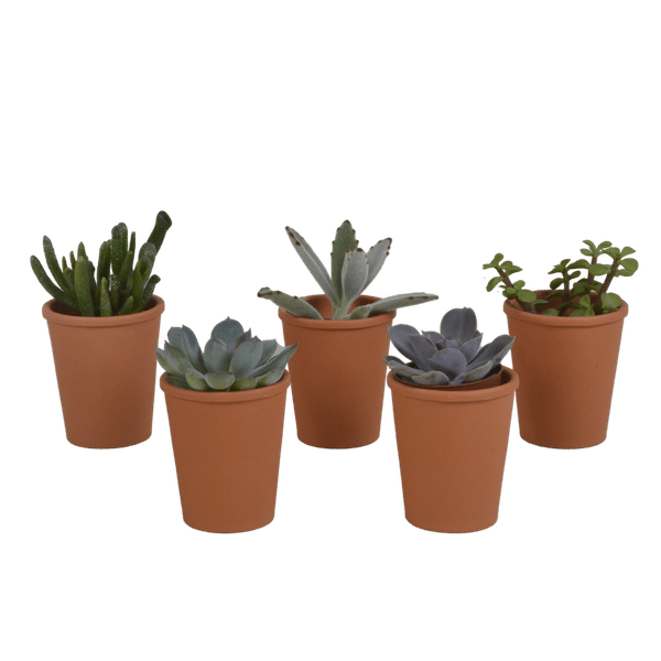 Image of Sukkulenten Mix 5 Pflanzen Ø5,5cm – pflegeleichtes Pflanzen Set für Urban Jungle, Fensterbank, Wohnzimmer & Büro-0