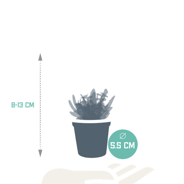 Image of Sukkulenten Mix – 5 Pflanzen – Ø5,5cm – Bunte Zimmerpflanzen Mischung – Pflegeleichte & dekorative Mini Sukkulenten direkt vom Züchter-1