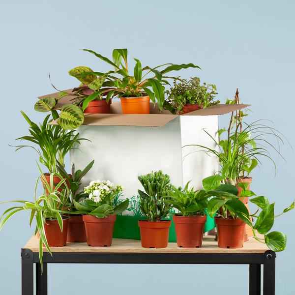 Image of Zimmerpflanzen Set – 12 Pflanzen – Rette Mich Box – Überraschungs – Indoor – Pflanzen – Verschiedene Topfgrößen 5-17cm