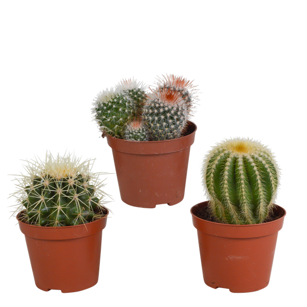 Image of Kaktus Bolcactus Mix – 3 Pflanzen – Ø8,5cm Zimmerpflanzen – Verschiedene Kugelkakteen – Pflegeleichte Sukkulenten für Fensterbank, Büro & Wohnzimmer-0