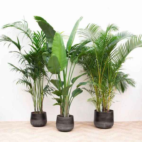 Image of Vorteilspaket XXL Zimmerpflanzen – Kentia Palme 200cm, Strelitzia Nicolai 225cm & Areca Palme 200cm – Tropisches Set großer Grünpflanzen-0
