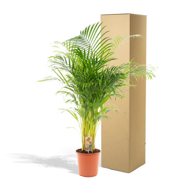 Image of Areca – Palme – Betelpalme Dypsis lutescens – Ø24cm – 130cm Höhe – Luftreinigende Goldfruchtpalme – Tropische Zimmerpflanze für gesundes Raumklima-4