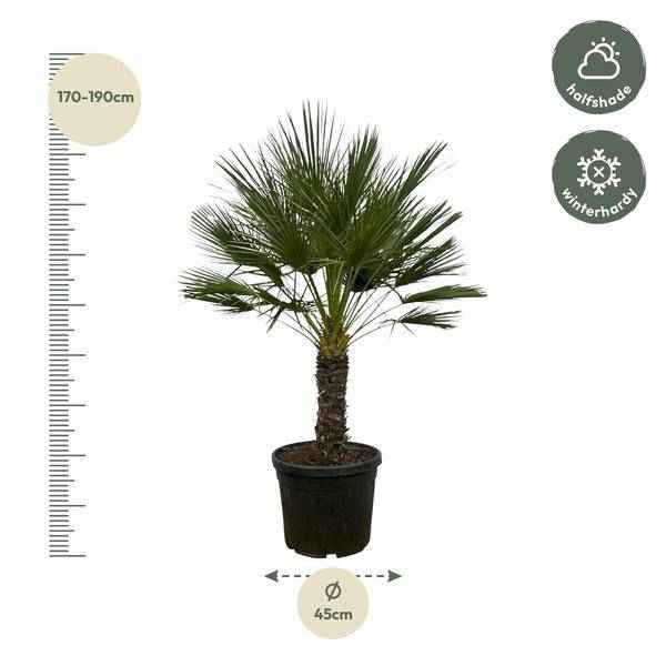 Image of Chamaerops Humilis auf Stiel – Zwergpalme – Fächerpalme – Mediterrane Zimmer – und Kübelpflanze – Ø45cm – ↕150cm-1