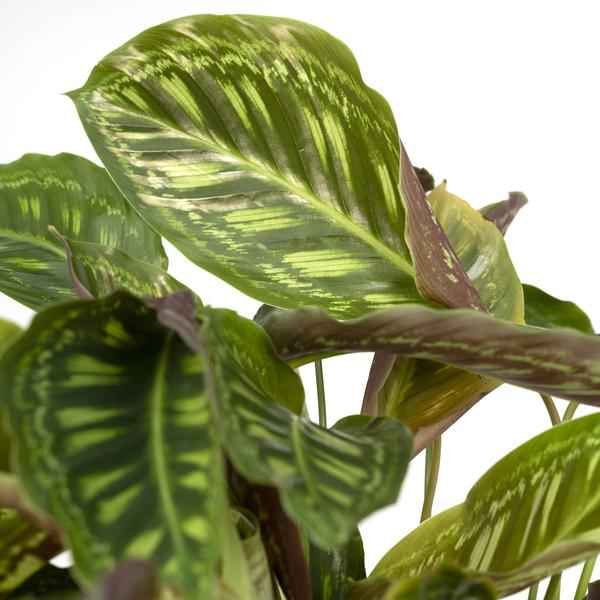Image of Calathea Flamestar – Pfauenpflanze – Ø19cm – ↕75cm – Exotische Zimmerpflanze mit gemusterten Blättern – Luftreinigend, pflegeleicht & dekorativ-2