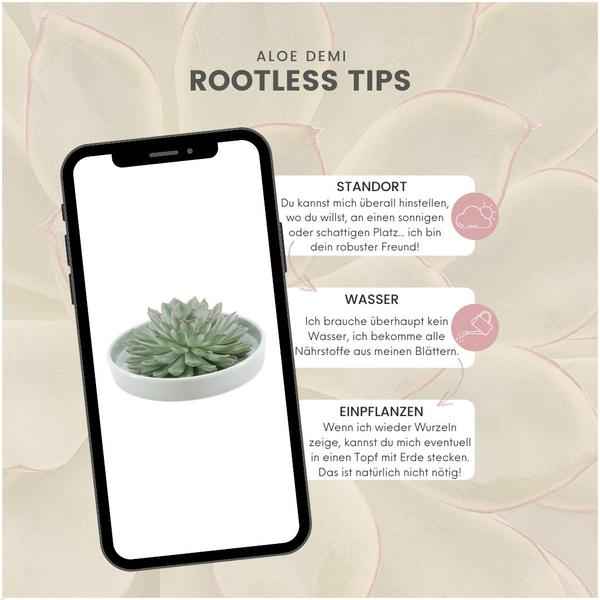 Image of Sukkulente – Echeveria pulidonis Rootless – Ø20cm Schale Grün – Zimmerpflanze ohne Wurzeln – Pflegeleichte Schnitt