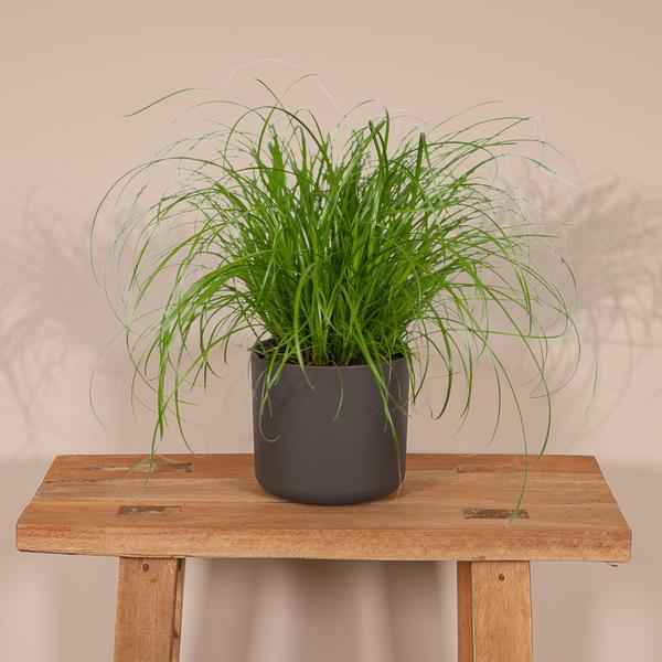 Image of Katzengras Cyperus alternifolius Zimmerpflanze Ø12cm ↕20cm – pflegeleichte Grünpflanze für Wohnzimmer, Büro & helle Standorte kaufen