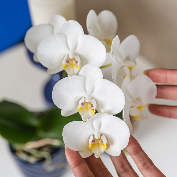 Image of Phalaenopsis Amabilis Weiß Zimmerpflanze Ø9cm – blühende Orchidee für Wohnzimmer, Büro & helle Standorte kaufen-1