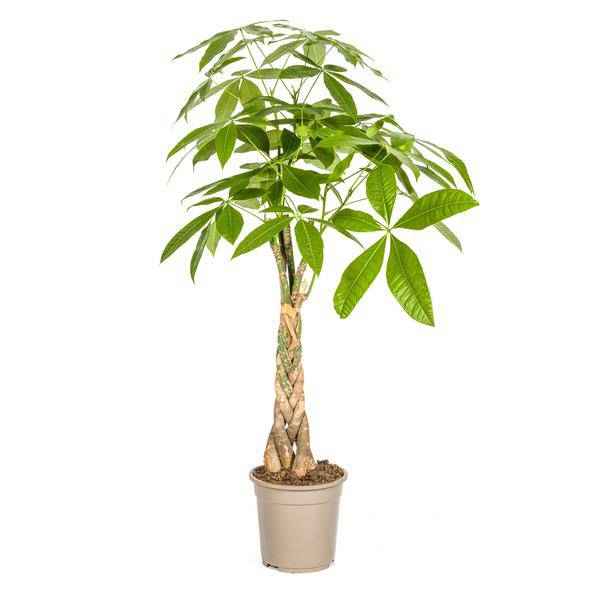 Image of Glückskastanie Pachira Aquatica – Geldbaum – Zimmerpflanze Ø21cm ↕90-110cm – Geflochtener Stamm – Pflegeleicht