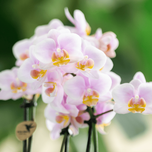 Image of Rosa Orchidee Andorra & Sukkulente Set Zimmerpflanze Ø9cm – pflegeleichte Sukkulente für Wohnzimmer, Büro & helle Standorte kaufen-2