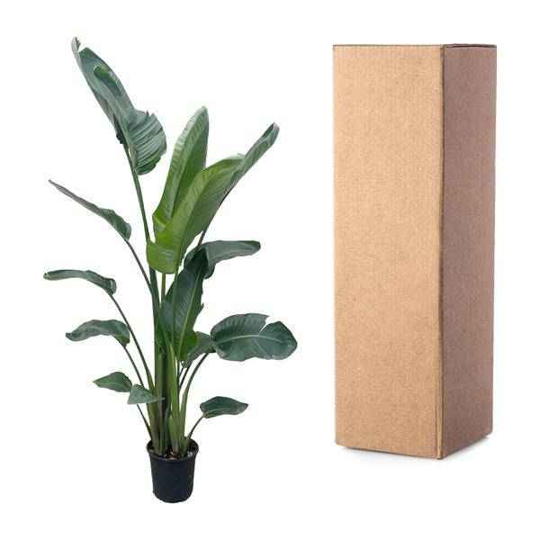 Image of Baum – Strelitzie – Strelitzia Nicolai – Zimmerpflanze 210cm – Ø27cm – Weißer Paradiesvogel mit großen grünen Blättern-2