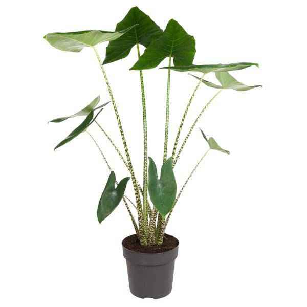 Image of Tiger – Pfeilblatt Alocasia Zebrina Zimmerpflanze Ø32cm ↕130cm – pflegeleichte Grünpflanze für Wohnzimmer, Büro & helle Standorte kaufen-0