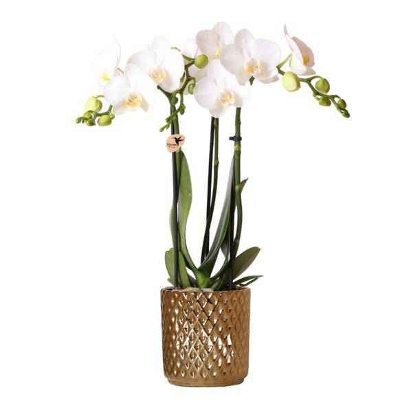 Image of Weiße Phalaenopsis – Orchidee Amabilis + Diamant – Dekotopf gold Zimmerpflanze Ø9cm ↕40cm – blühende Orchidee für Wohnzimmer, Büro & helle Standorte-0
