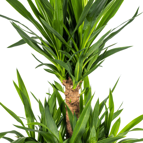 Image of Yucca Elephantipes Zimmerpflanze Ø30cm ↕100cm – pflegeleichte Grünpflanze für Wohnzimmer, Büro & helle Standorte kaufen-3