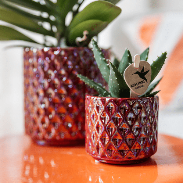 Image of Sukkulente Aloe Brevifolia Zimmerpflanze Ø6cm – pflegeleichte Sukkulente für Wohnzimmer, Büro & helle Standorte kaufen-2