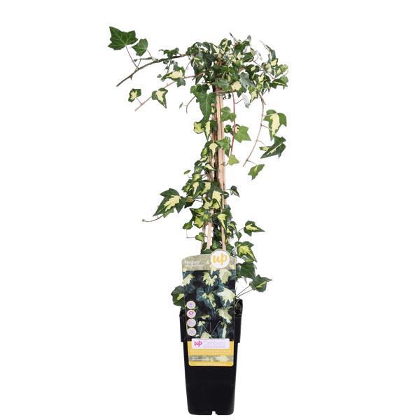 Image of Buntlaubiger Kaukasischer Efeu Hedera colchica 'Dentata Variegata' Kletterpflanze Ø15cm ↕65cm – winterharte Pflanze für Garten, Balkon, Terrasse-1