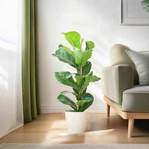 Image of Ficus Lyrata – Geigen – Feige – Zimmerpflanze ↕80cm – Ø21cm – große Blätter – inklusive nachhaltigem Viber Topf Weiß
