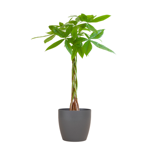 Image of Pachira Aquatica 80cm – Glückskastanie Geldbaum Zimmerpflanze Ø21cm – pflegeleichte Pflanze mit geflochtenem Stamm im nachhaltigen Viber Grau Topf