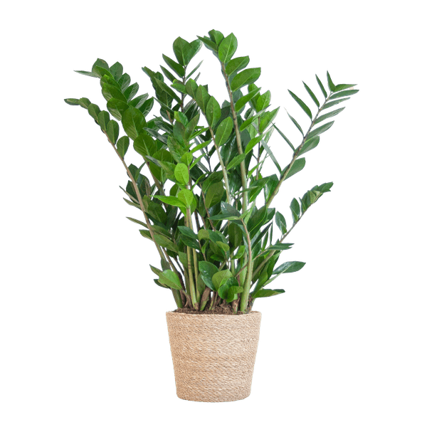 Image of Zamioculcas Zamiifolia 80cm – Glücksfeder Zimmerpflanze Ø21cm – robuste & pflegeleichte Pflanze für Zuhause & Büro – inkl. handgeflochtenem Seegras-0
