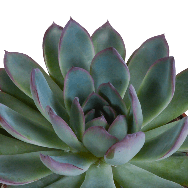 Image of Echeveria Mix – Steinrose 3 Pflanzen – Ø10,5cm Zimmerpflanzen im weißen Topf – Verschiedene Sukkulenten