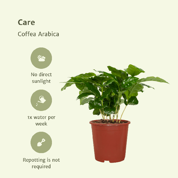 Image of Kaffeepflanze – Coffea Arabica – Zimmerpflanze – Ø12cm – ca. 25cm hoch – 2 Pflanzen – exotische Pflanze mit glänzenden Blättern-4