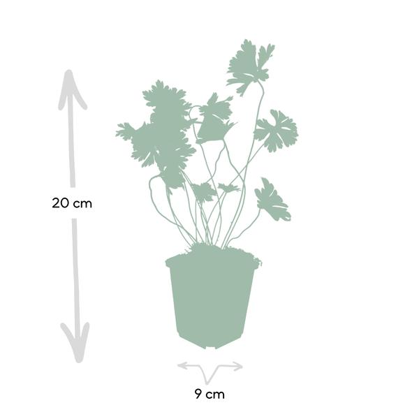 Image of Storchschnabel Geranium Rozanne – 60 Pflanzen – ↕10-25cm – Ø9cm – Robuste Bodendecker – Pflanze – Lilafarbene Blüten von Mai bis Herbst-4