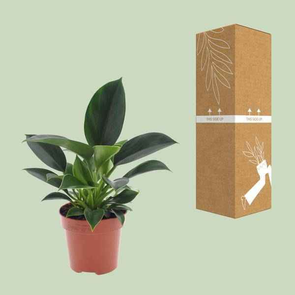 Image of Philodendron Green Princess – Ø12cm – ↕25cm – Pflegeleichte Zimmerpflanze mit glänzenden Blättern-2