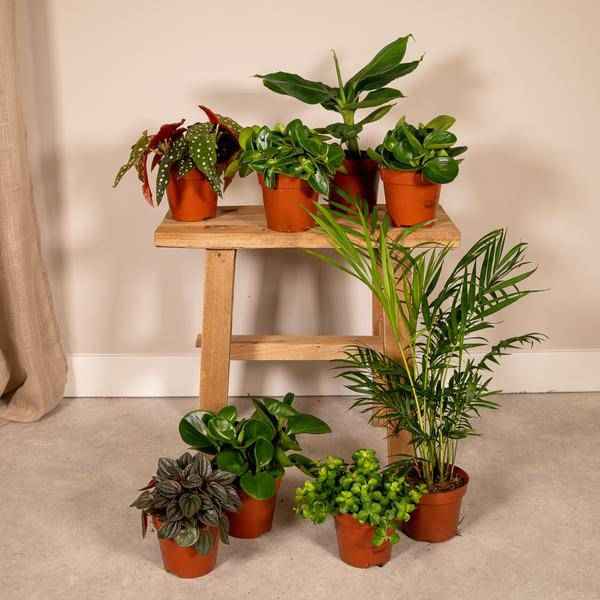 Image of Überraschungsbox mit 8 einzigartigen Zimmerpflanzen Ø12cm ↕25cm – pflegeleichtes Pflanzen Set für Urban Jungle, Fensterbank, Wohnzimmer & Büro-1