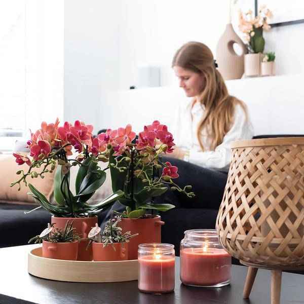 Image of Rote Phalaenopsis Orchideen Zimmerpflanze Ø9cm – blühende Orchidee für Wohnzimmer, Büro & helle Standorte kaufen-1