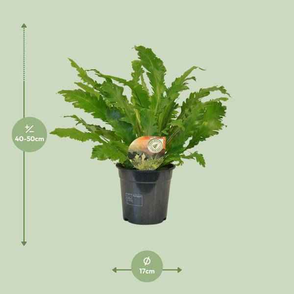 Image of Nestfarn – Asplenium Campio – Zimmerpflanze – Ø17cm x ↕50cm – dekorativer Farn für Wohnzimmer, Büro & Innenräume-1