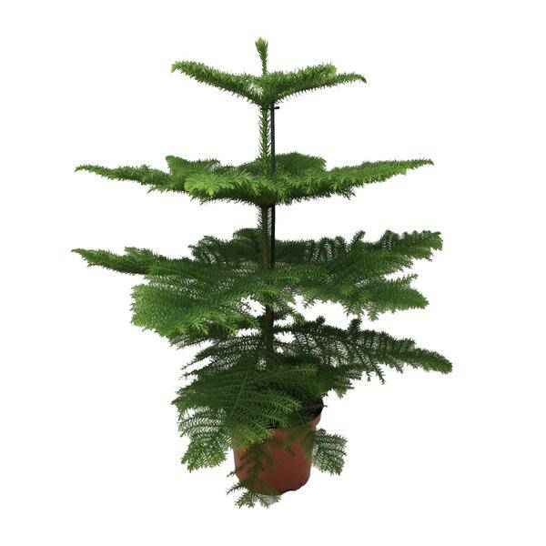 Image of Norfolk-Araukarie (Araucaria Heterophylla) – Zimmerpflanze Ø21cm – 70cm hoch – Luftreinigend, pflegeleicht & dekorativ – Schlankes Design für kleine Räume-0