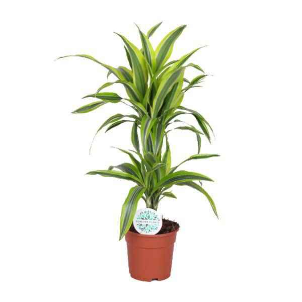 Image of Drachenbaum Dracaena Lemon Lime – Zimmerpflanze – Ø17cm ↕65cm – Gelb-grün gestreifte Blätter – Luftreinigend & Pflegeleicht