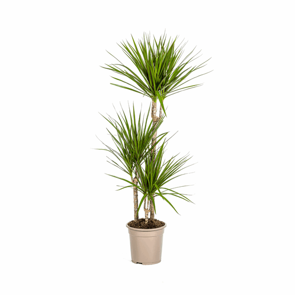 Image of Dracaena Marginata Green – Drachenbaum – Zimmerpflanze Ø21cm ↕110-130cm – Dunkelgrüne Blätter – Pflegeleicht-0