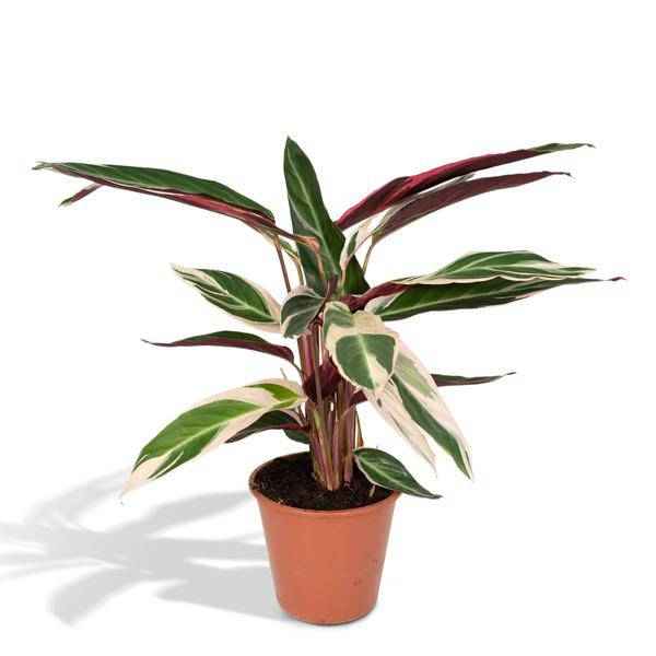 Image of Calathea Triostar – Ø17cm H60cm – Tropische Zimmerpflanze mit rosa – grün – weißem Blattmuster – Pflegeleicht – Für indirektes Licht – Luftreinigend-0
