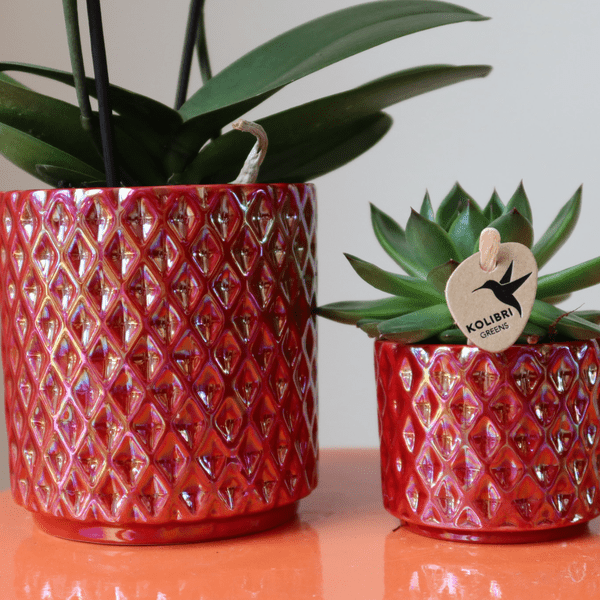Image of Phalaenopsis Orchidee ‘Congo’ Rot – Zimmerpflanze mit 2-3 Blütenstielen – Im Diamond Pearl Ziertopf Rot Ø9cm – Multiflora