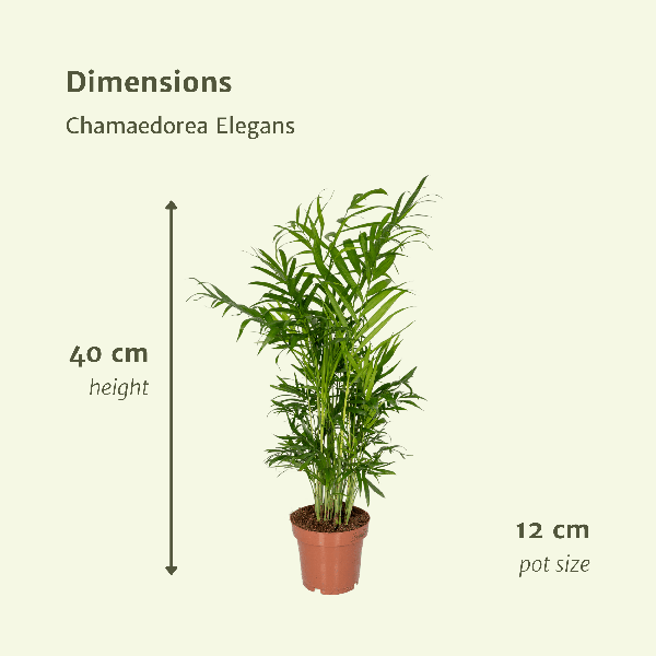 Image of Mexikanische Bergpalme – Chamaedorea Elegans – 2 Pflanzen – Zimmerpflanze – Ø12cm – ↕40cm-3