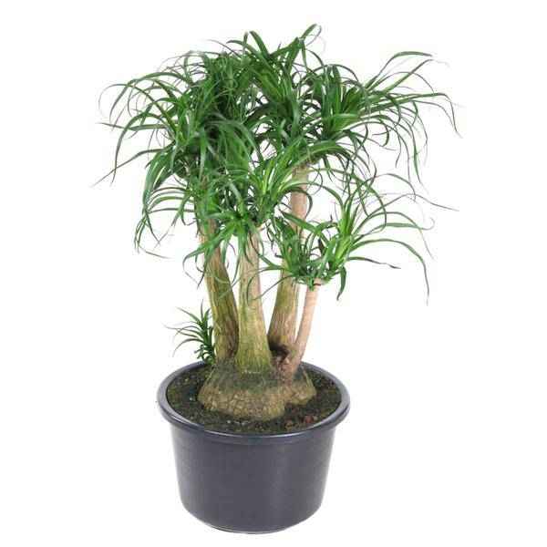 Image of Beaucarnea Zimmerpflanze Ø41cm ↕110cm – pflegeleichte Grünpflanze für Wohnzimmer, Büro & helle Standorte kaufen-0